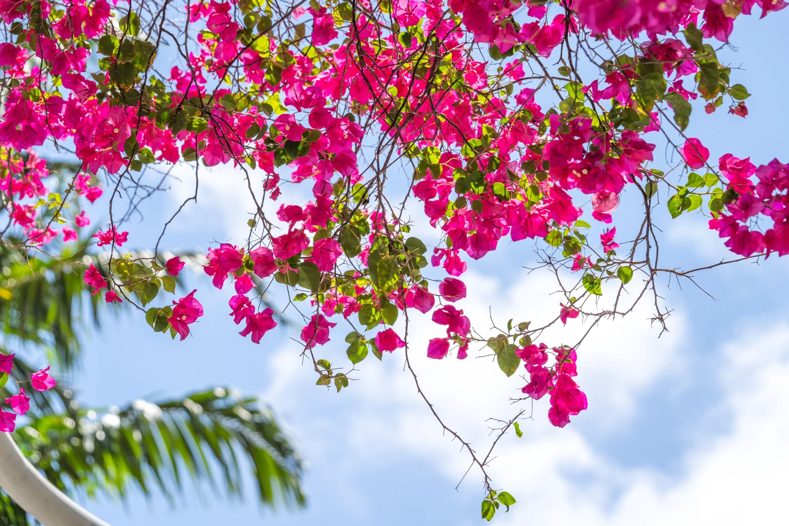 Pink bougainvillea in bloom against a clear blue sky